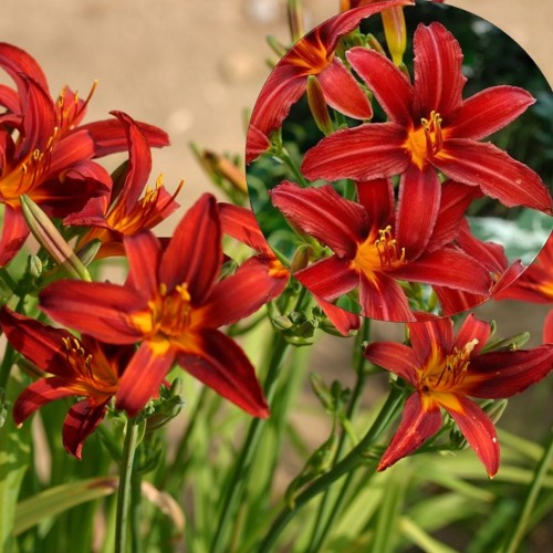 Hemerocallis 'Crimson Pirate' - Päevaliilia 'Crimson Pirate' P9/0,55l 